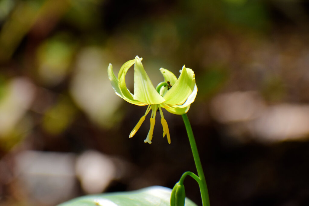 キバナカタクリ(黄花片栗)　５