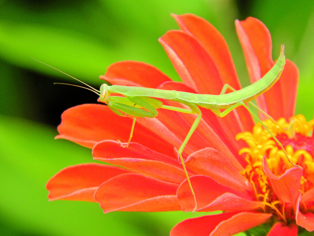蟷螂さんと遊んだ(∩.∩）２