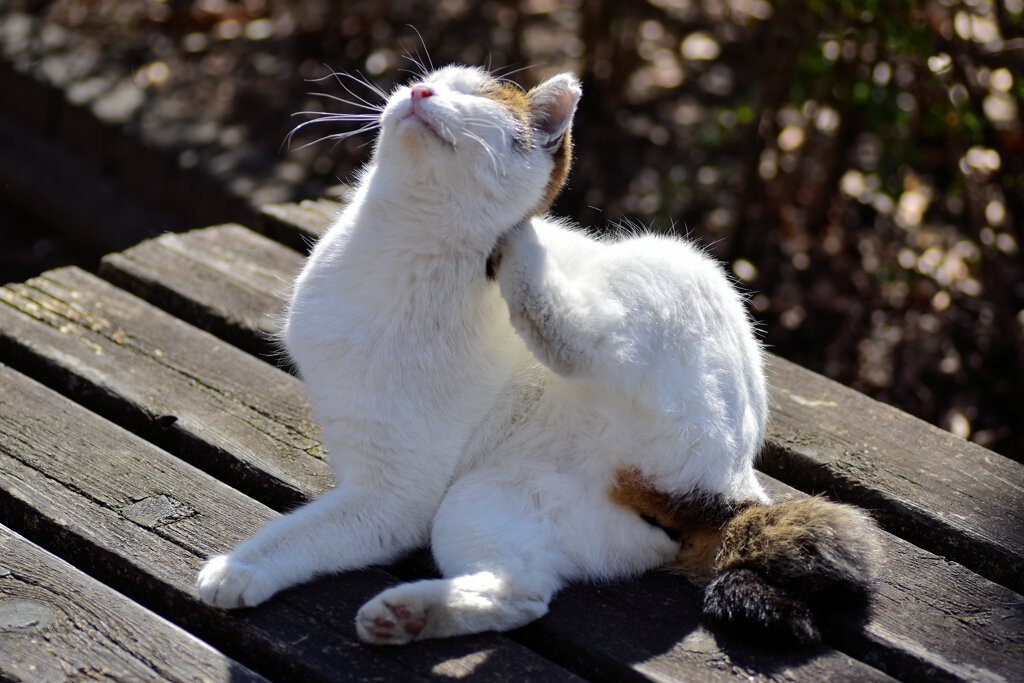 猫の日(=^☻ω☻^=)にゃん♪　４