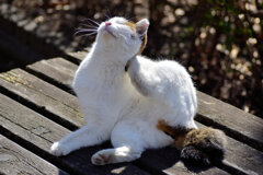 猫の日(=^☻ω☻^=)にゃん♪　４