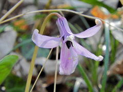 里山の斜面でカタクリの花　３