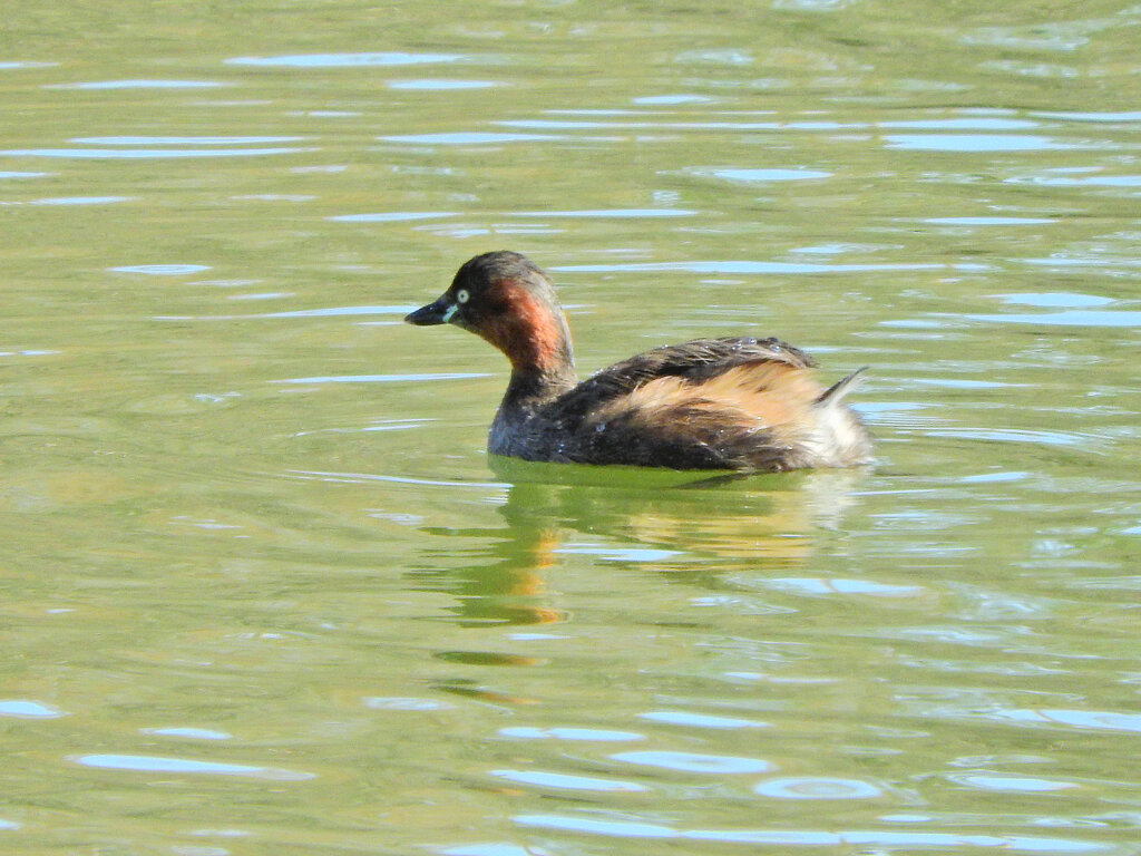 等々力緑地公園・・釣り堀池で　カイツブリ　８