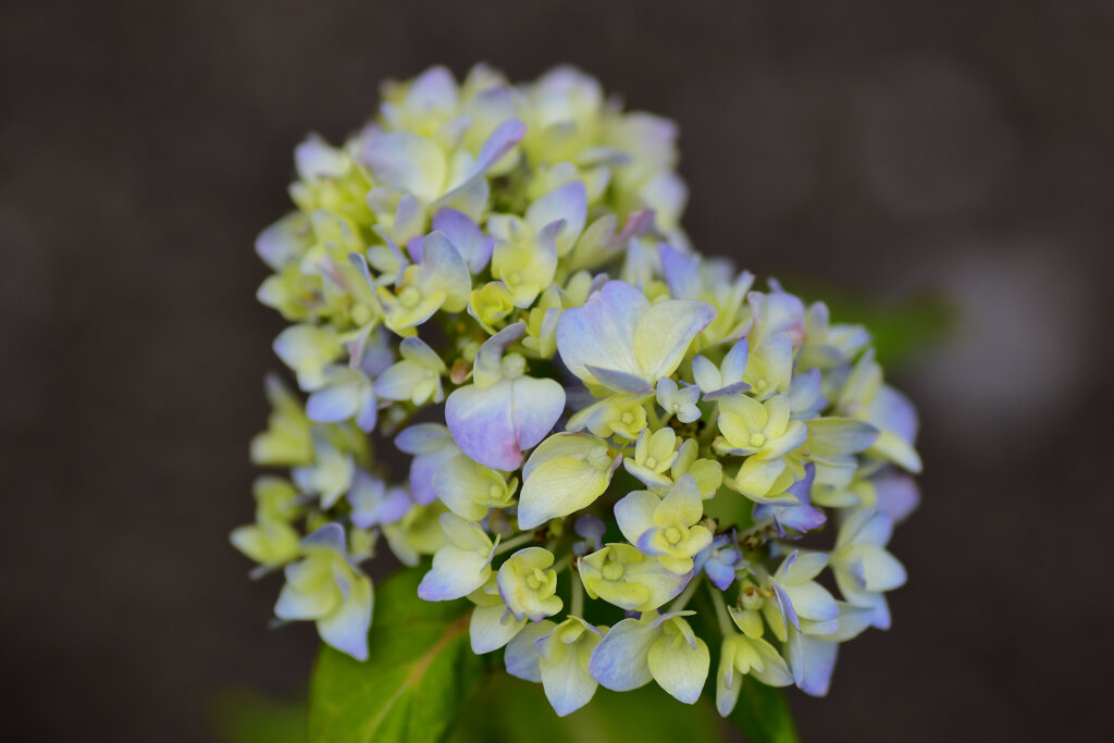 紫陽花が咲き始めました　１