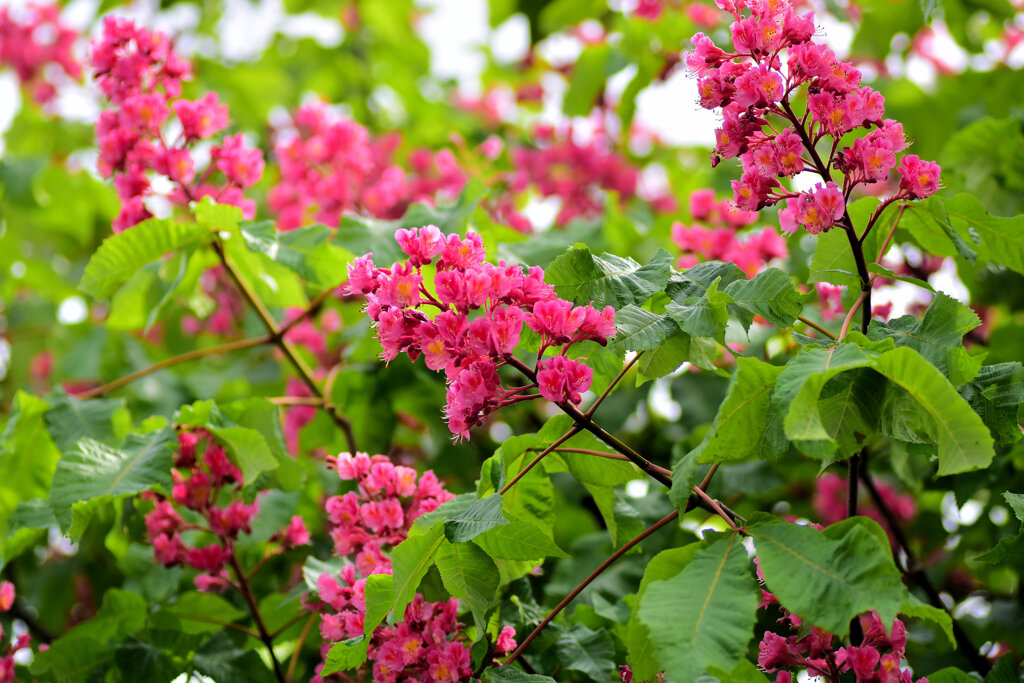 アメリカ紅花栃の木　２