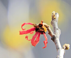  あかばなまんさく（赤花満作）が開花　１