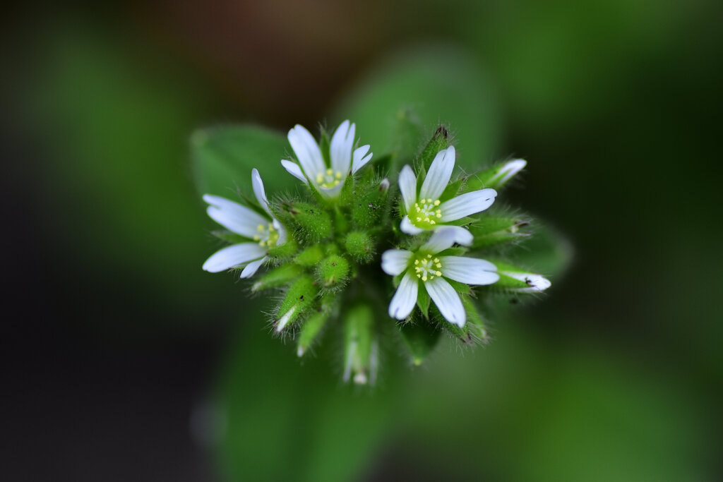 オランダ耳菜草 （オランダみみなぐさ）