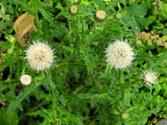 シロバナノアザミ（白花野薊）１
