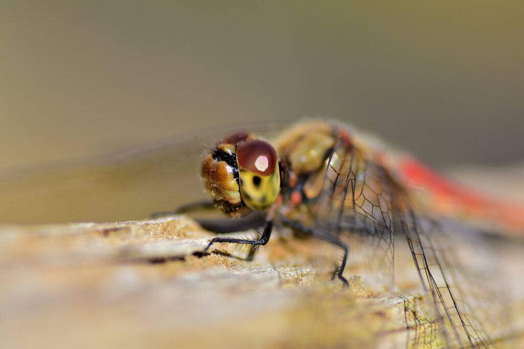 アキアカネ　２