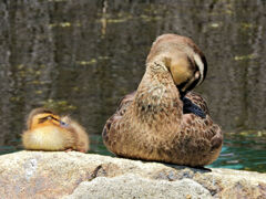 カルガモさん 1 カルガモさん 1