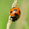 ナナホシテントウ　３