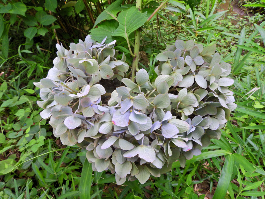私の♡を探して　紫陽花♡