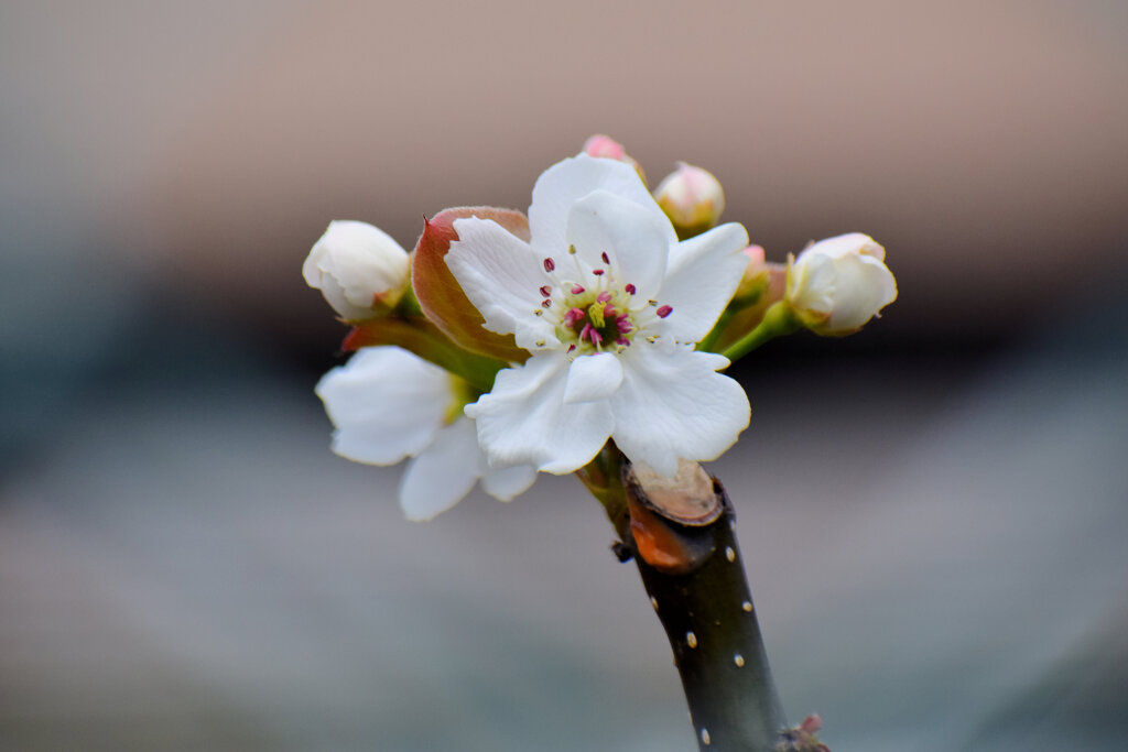 川崎市溝ノ口附近の梨園　梨の花が開花　５
