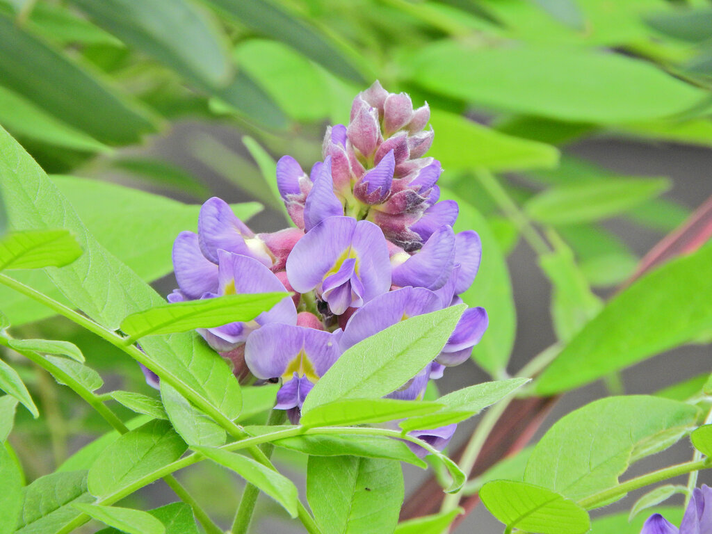 アメリカ藤　(アメジスト・フォール)　６