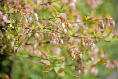 ブルーベリーの花　３