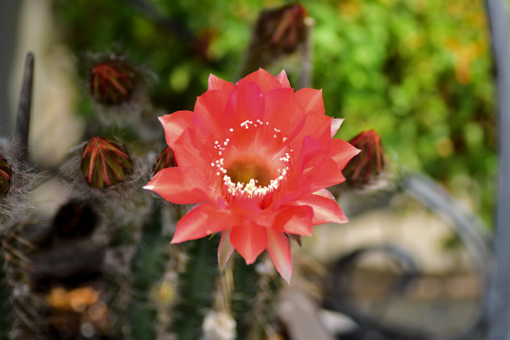 サボテンの花   1