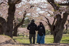 桜の祝福