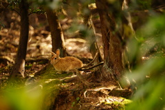 野うさぎ