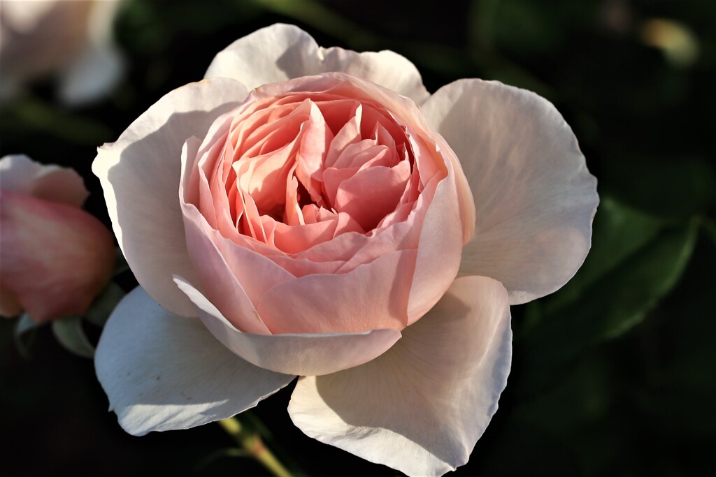 早朝の薔薇園