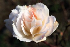 冬　薔薇