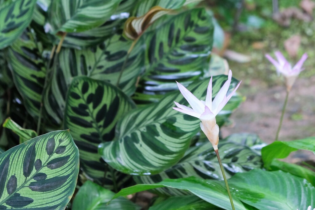 温室に咲く花