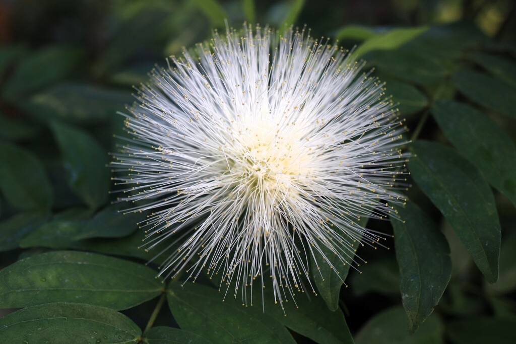 温室の植物