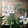 洋蘭展
