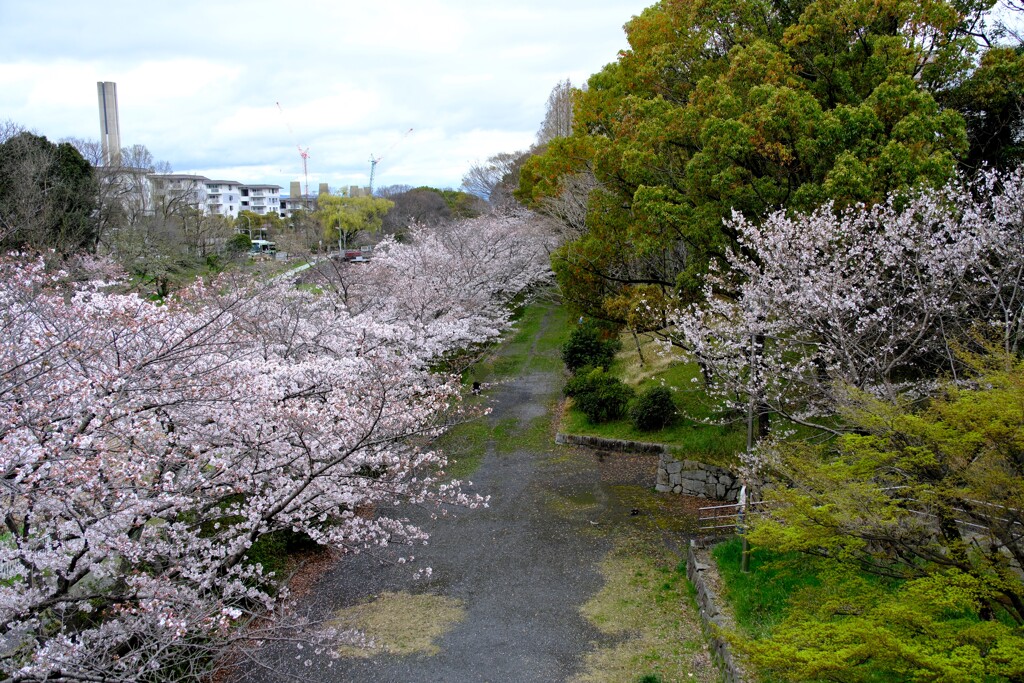 満開