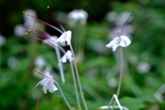 温室に咲く花