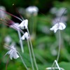 温室に咲く花