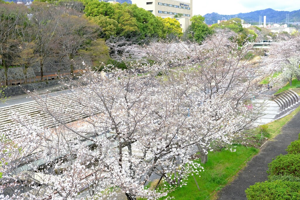 桜