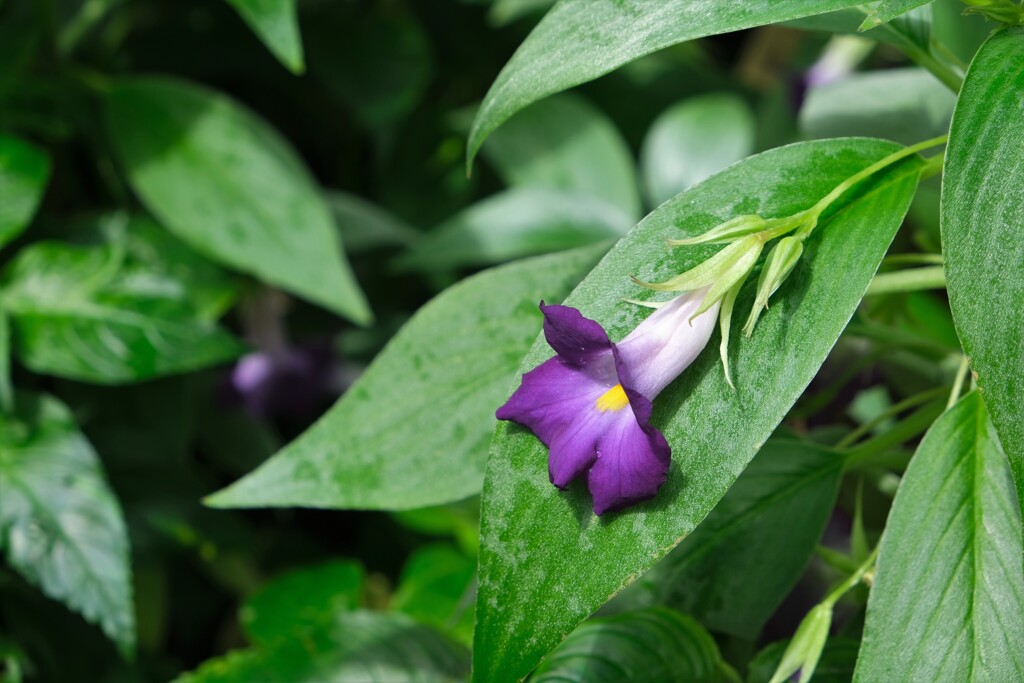 温室に咲く花