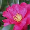 山茶花