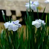 花菖蒲