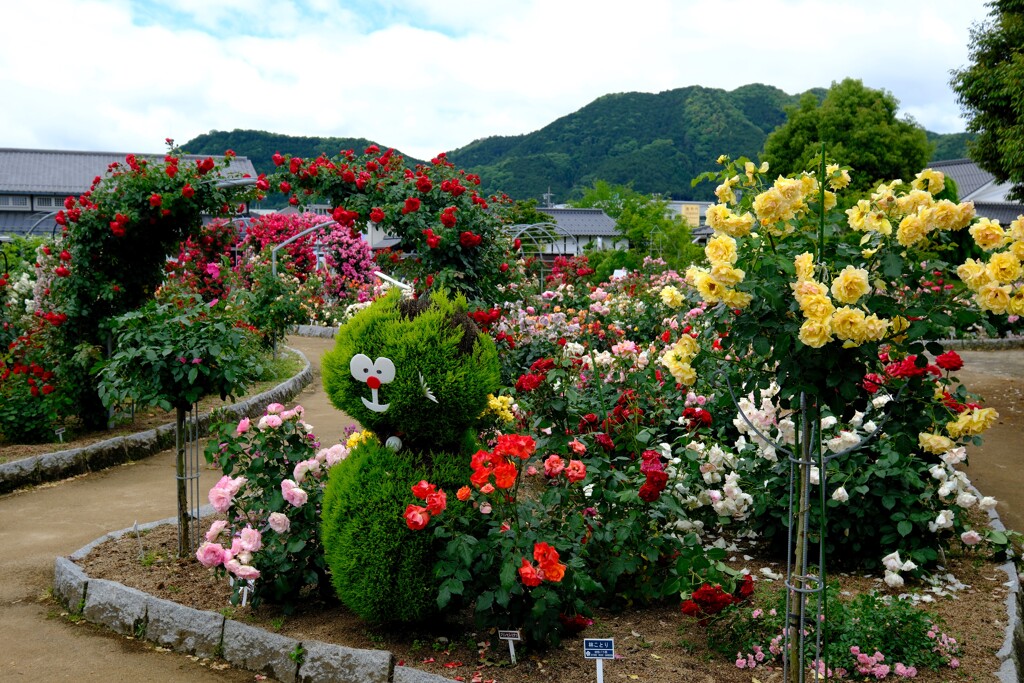 綾部バラ園