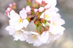 桜