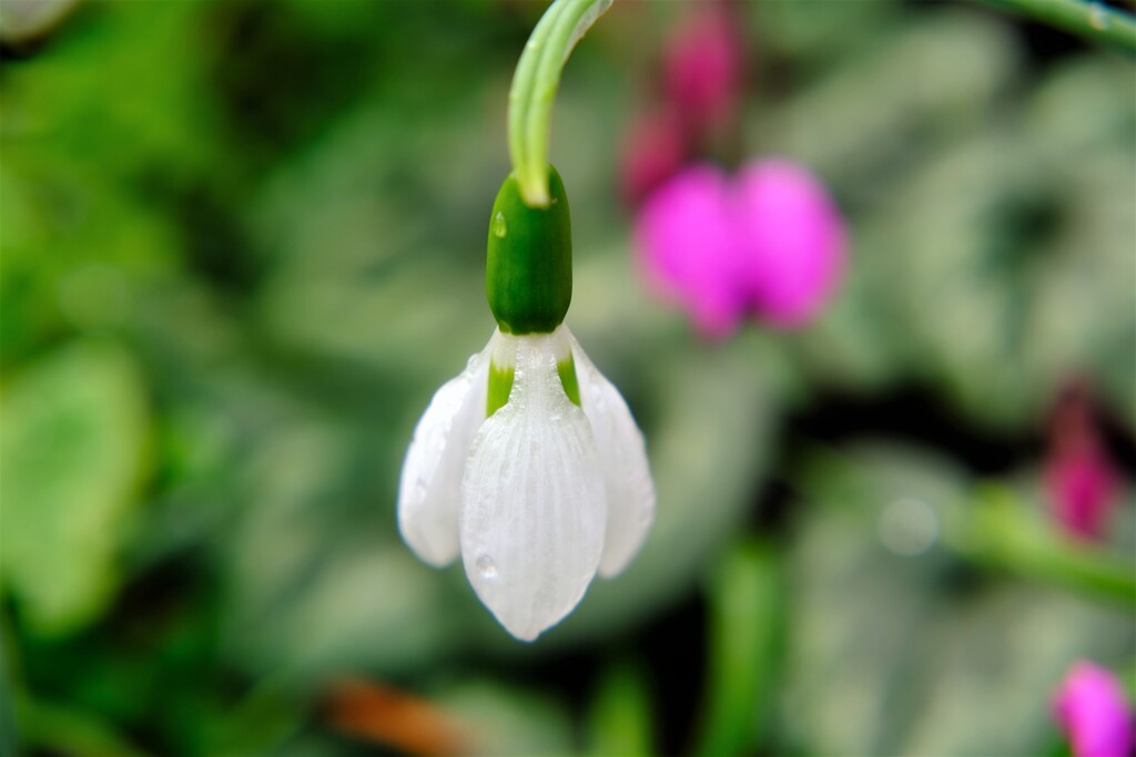 早春の草花展