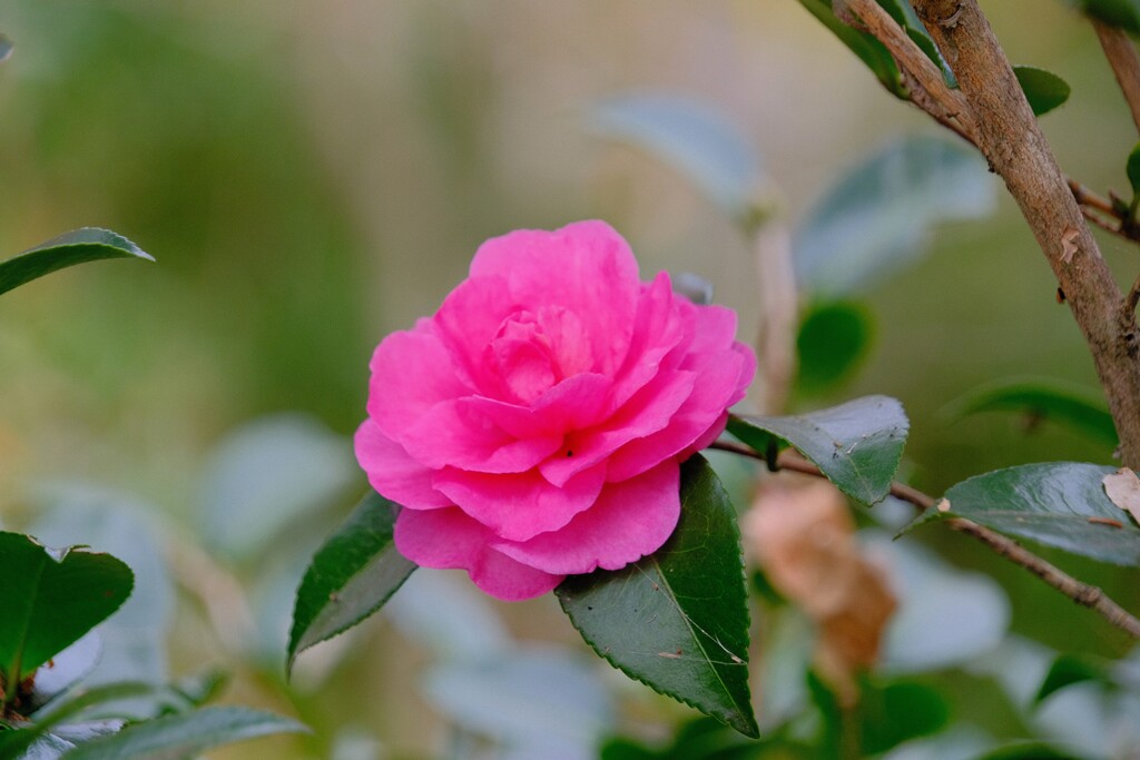 山茶花