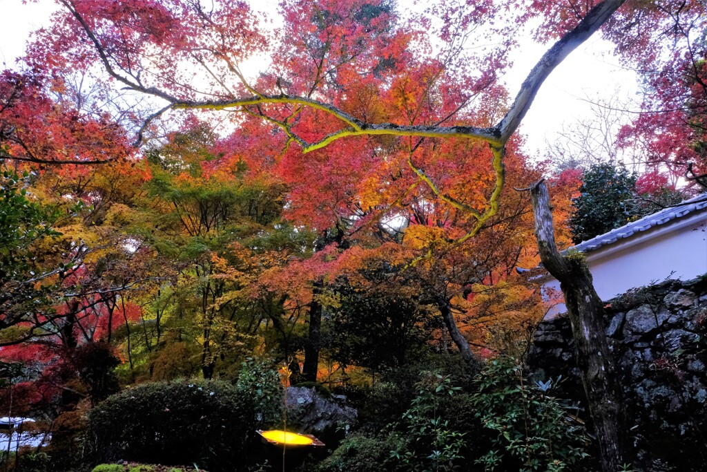神蔵寺　ライトアップ