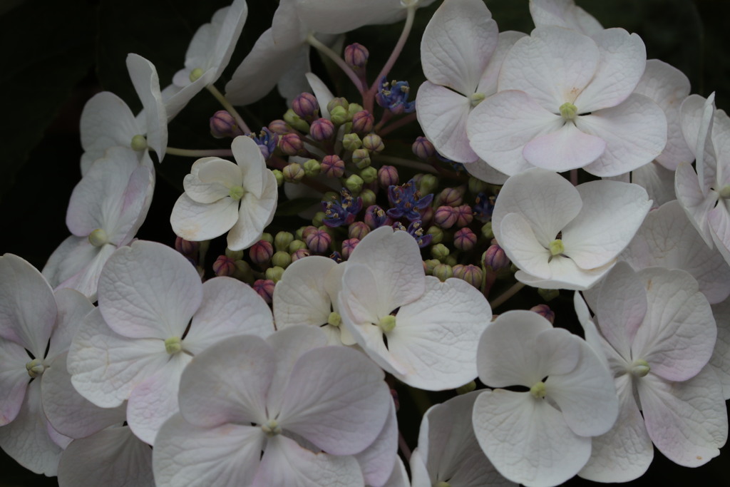 紫陽花