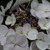 紫陽花