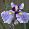 菖蒲