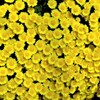 小菊