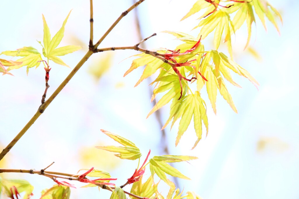 若芽