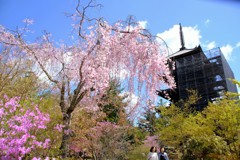 仁和寺　桜　皐月