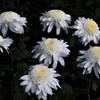 丁子菊
