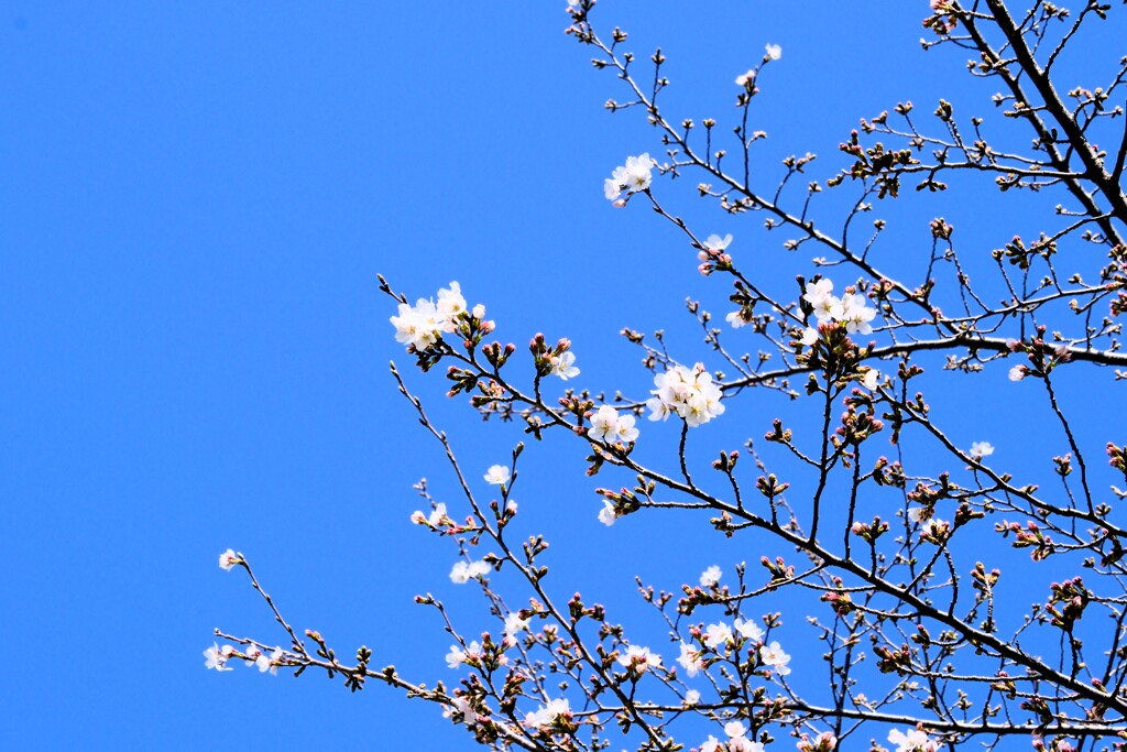 二分咲き
