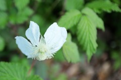 野草