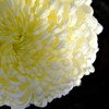 菊