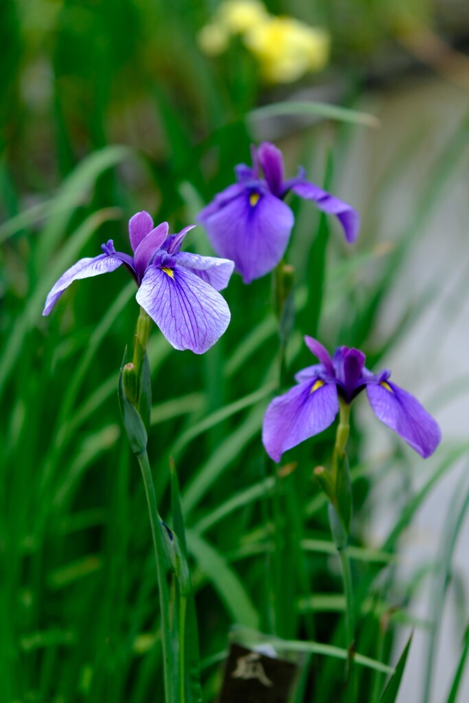 花菖蒲