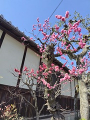 久しぶりの青空に咲く梅